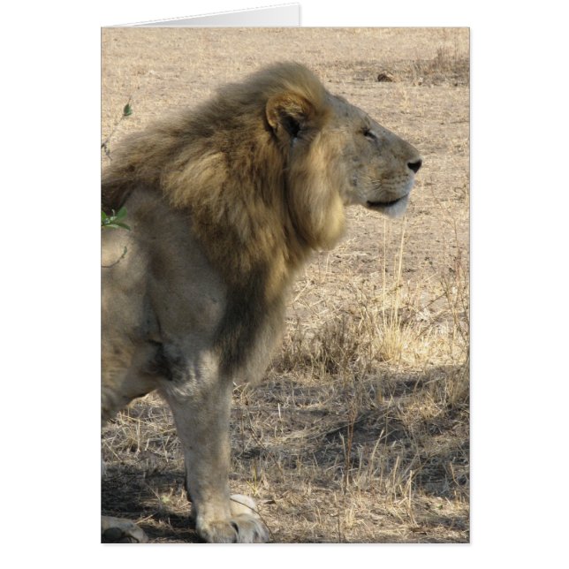 Male Lion (Front)