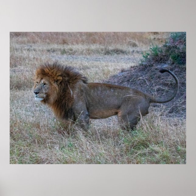 Male Lion at Dusk – African Safari Wildlife Poster (Front)