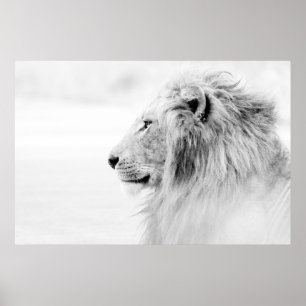 MALE LION - BLACK AND WHITE POSTER