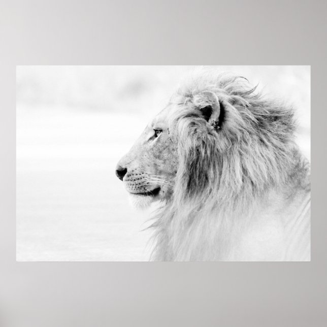 MALE LION - BLACK AND WHITE POSTER (Front)
