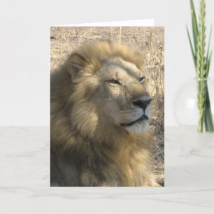 Male Lion Card