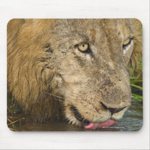 Male lion drinking, Greater Kruger National Mouse Mat