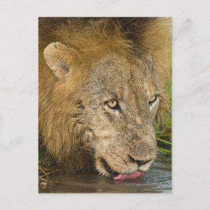 Male lion drinking, Greater Kruger National Postcard