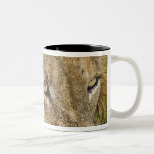 Male lion drinking, Greater Kruger National Two-Tone Coffee Mug