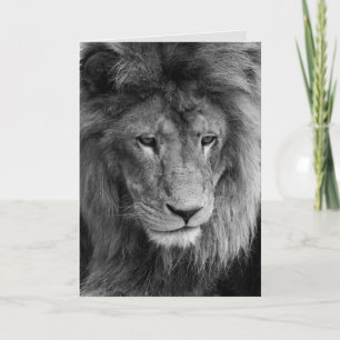 male lion greeting card