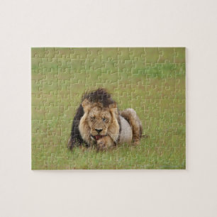 male lion, Panthera leo, cleaning itself, Jigsaw Puzzle