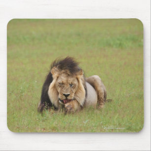 male lion, Panthera leo, cleaning itself, Mouse Mat
