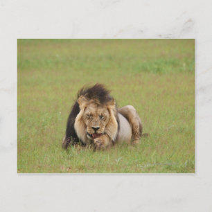 male lion, Panthera leo, cleaning itself, Postcard