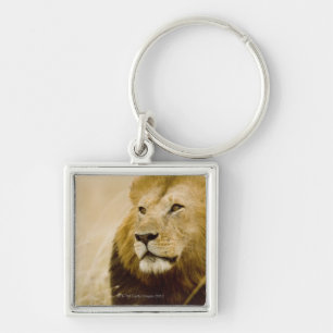 Male lion (Panthera leo) portrait, Masai Mara Key Ring