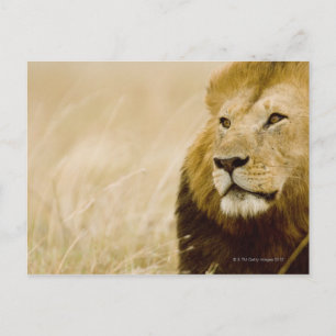 Male lion (Panthera leo) portrait, Masai Mara Postcard