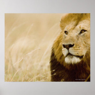 Male lion (Panthera leo) portrait, Masai Mara, Poster