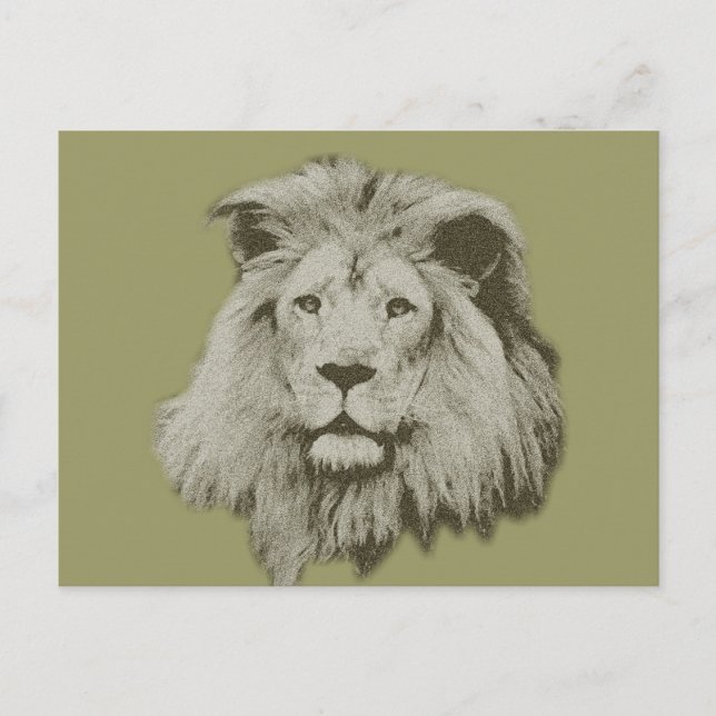 Male Lion Postcard (Front)