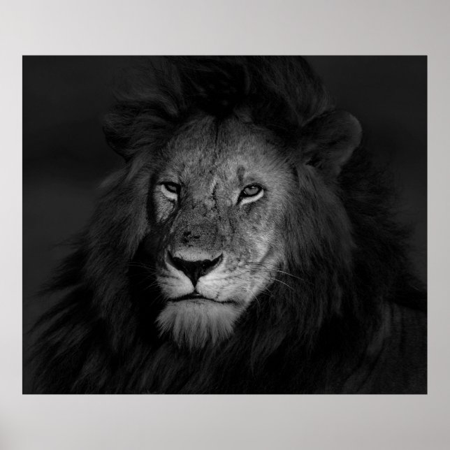 MALE LION POSTER (Front)