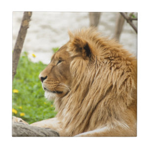 Male Lion Resting in Grass Tile