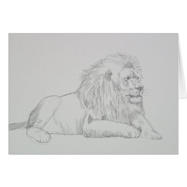 Male Lion Sketch (Front Horizontal)