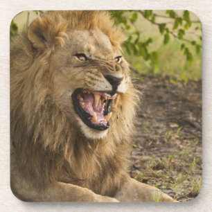 Male lion snarling (Panthera leo), Okavango Coaster