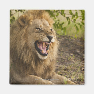 Male lion snarling (Panthera leo), Okavango Magnet