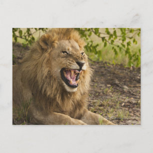 Male lion snarling (Panthera leo), Okavango Postcard