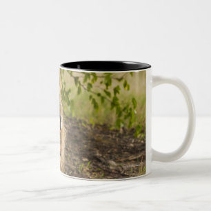 Male lion snarling (Panthera leo), Okavango Two-Tone Coffee Mug
