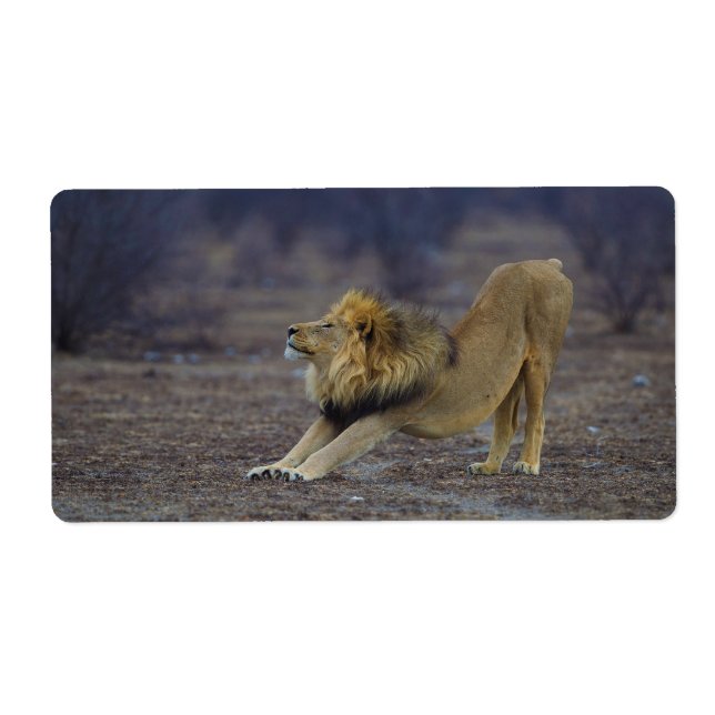 Male Lion Stretching Panthera Leo Yoga (Front)