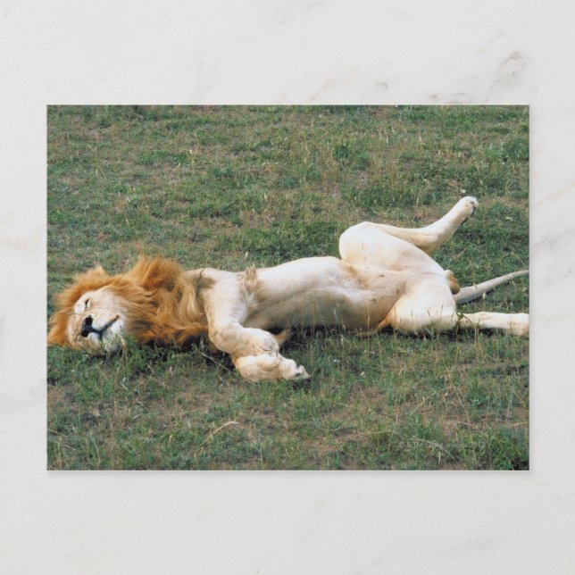 Male Lion Stretching Postcard (Front)