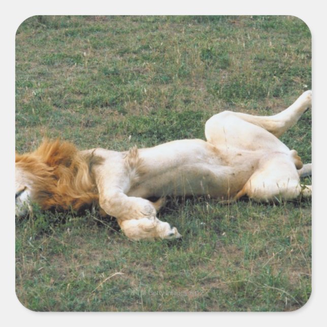 Male Lion Stretching Square Sticker (Front)