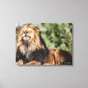 Male Lion Sunbathing Canvas Print