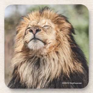 Male Lion Sunbathing Coaster