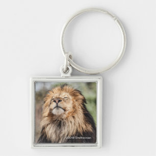 Male Lion Sunbathing Key Ring