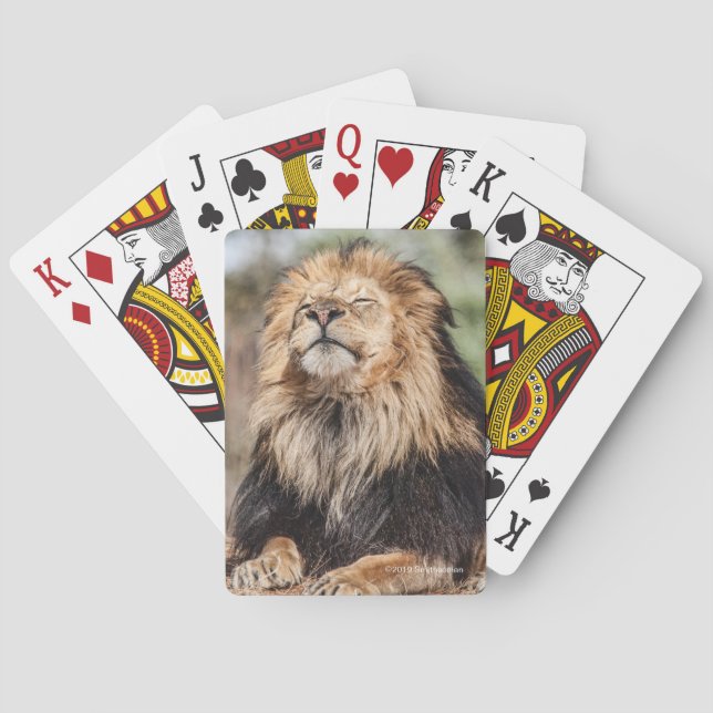 Male Lion Sunbathing Playing Cards (Back)