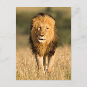 Male Lion Walking Postcard