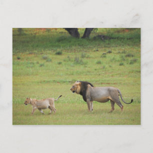 male lion with cub, Panthera leo, Kgalagadi Postcard