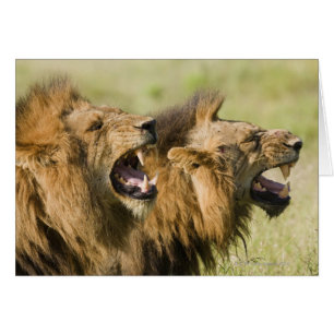 Male lions roaring, Greater Kruger National