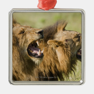 Male lions roaring, Greater Kruger National Metal Tree Decoration