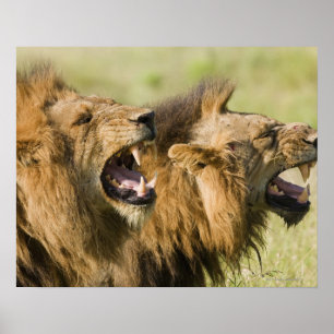 Male lions roaring, Greater Kruger National Poster