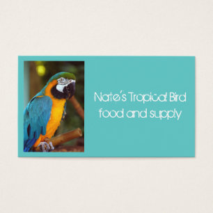 Male Macaw