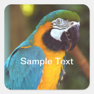 Male Macaw Square Sticker