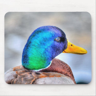 Male Mallard Duck Birdlover Wildlife Portrait Mouse Mat