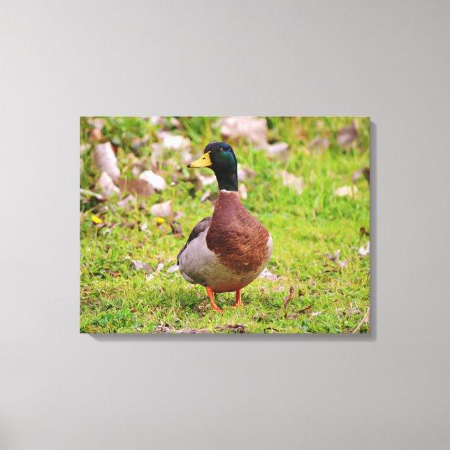Male Mallard Duck Colourful Canvas Print (Front)