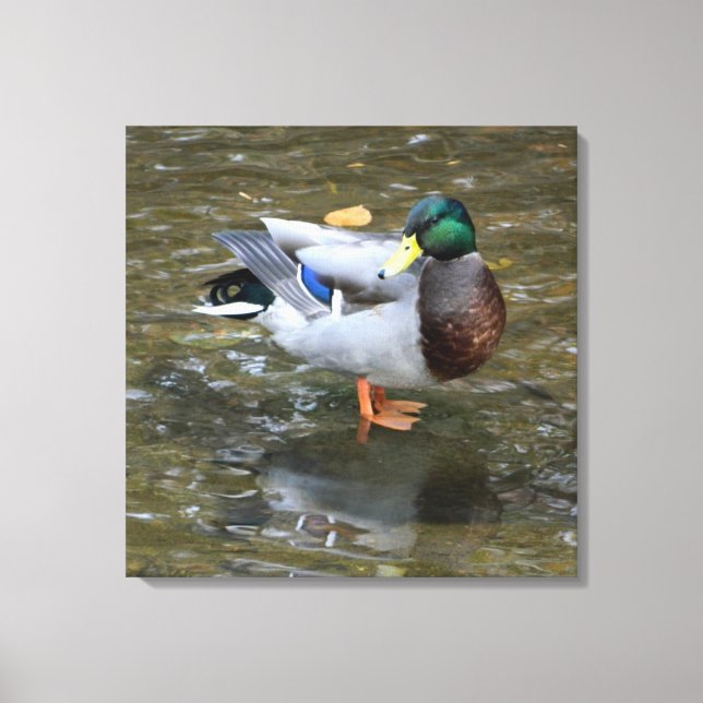 Male Mallard Duck in Creek Wrapped Canvas Print (Front)