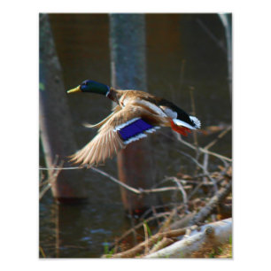 Male Mallard Duck In Flight Photo Print