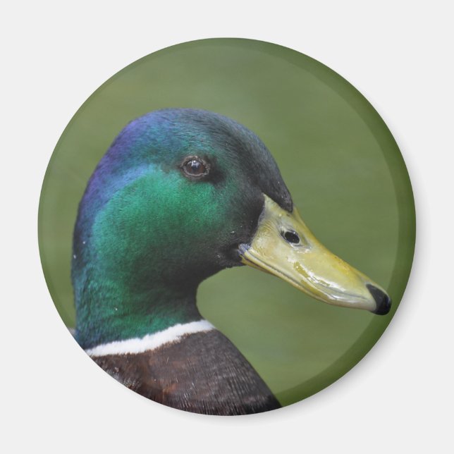 Male Mallard Duck Magnet (Front)