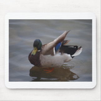 Male Mallard Duck Mouse Mat