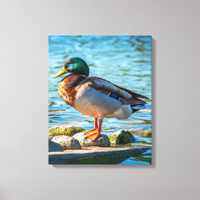 Male Mallard Duck Perched on Lakeside Stones Canvas Print (Front)