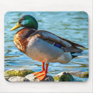 Male Mallard Duck Perched on Lakeside Stones Mouse Mat