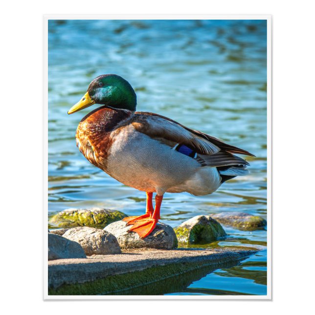 Male Mallard Duck Perched on Lakeside Stones Photo Print (Front)