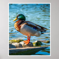 Male Mallard Duck Perched on Lakeside Stones