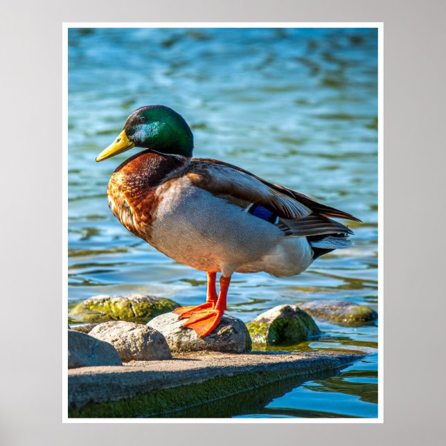 Male Mallard Duck Perched on Lakeside Stones Poster (Front)