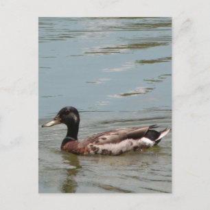 Male Mallard Duck Photo Postcard