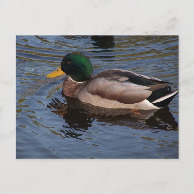 Male Mallard Duck Postcard (Front)